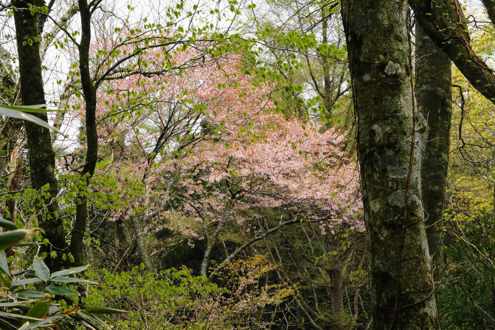 大きな山桜です