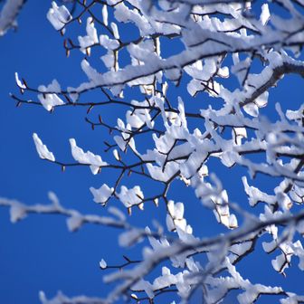 鳥海山・七高山・笙ヶ岳 大館アメッコ市🍬🍭‎𓂃◌𓈒𓐍