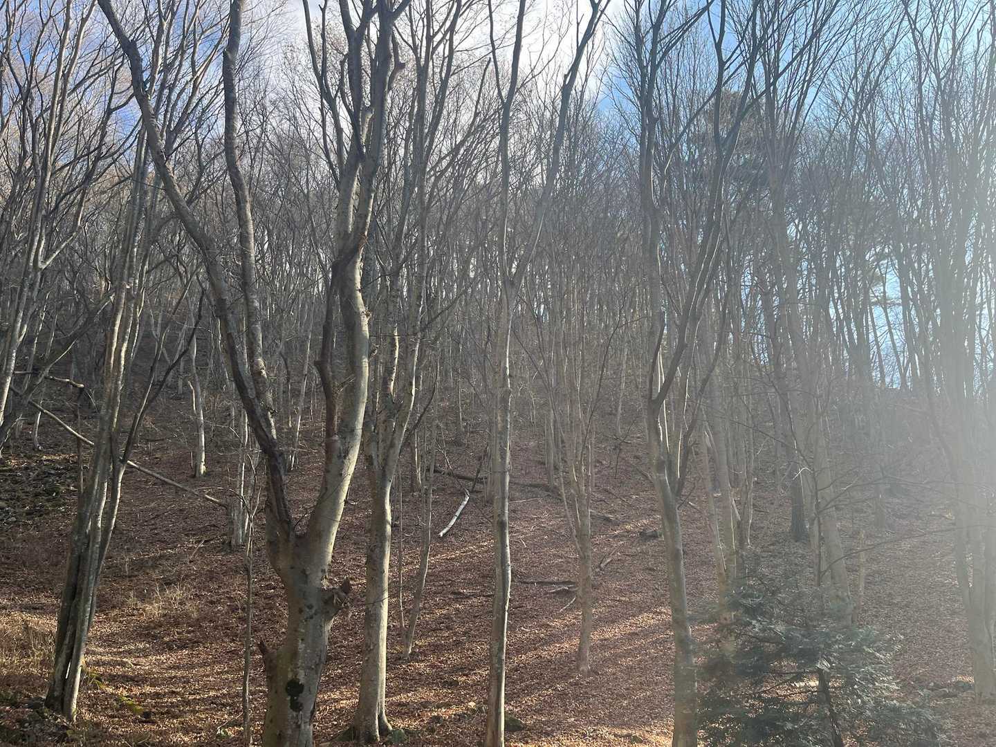 新緑🌿.∘が楽しみ