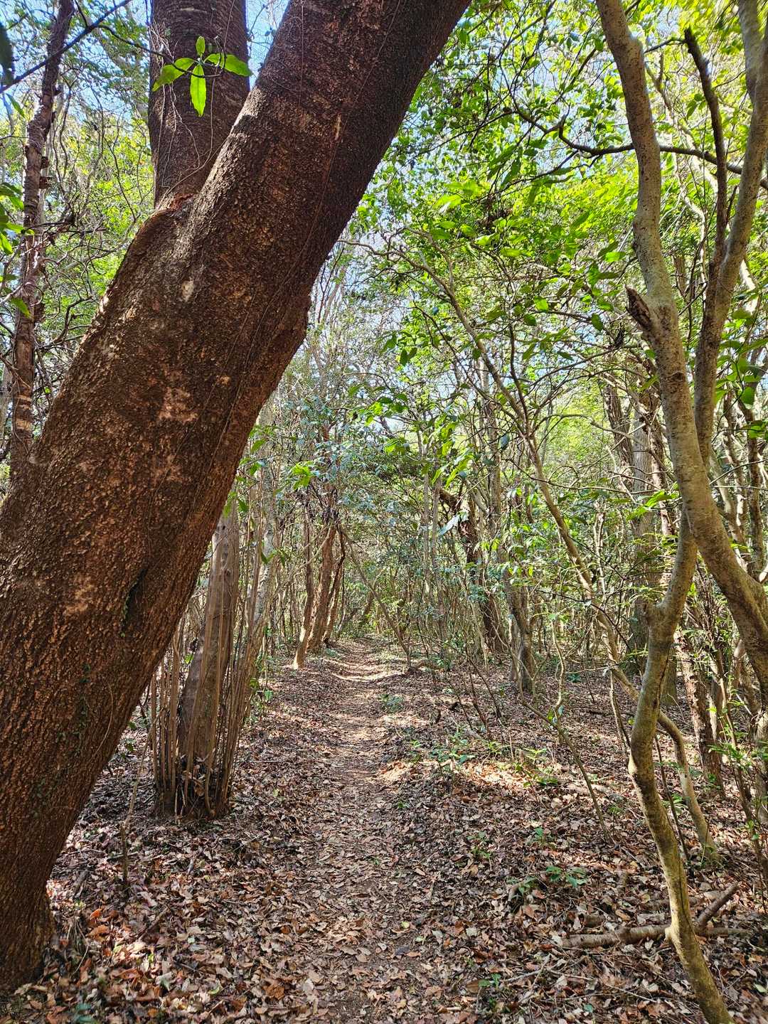 さて桑谷山山頂を目指します🚶