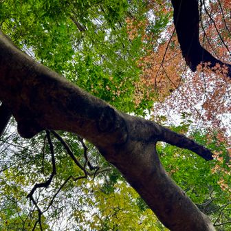 そして
くぐりながら
見上げると美しい( ´艸｀)