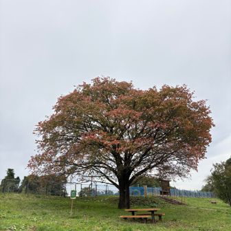 小宮公園に移動してきました。
『ひよどり山』登頂🙌
こちらの木あたりが山頂のようだ‼️

とても気持ち良い大きな公園🙆🏻

名前の由来: 永禄12年（1569年）、武田信玄・勝頼父子の一軍が滝山城を攻撃した際に陣を敷いた「兵取山（ひょうどりやま）」が転訛したという説があります☝️