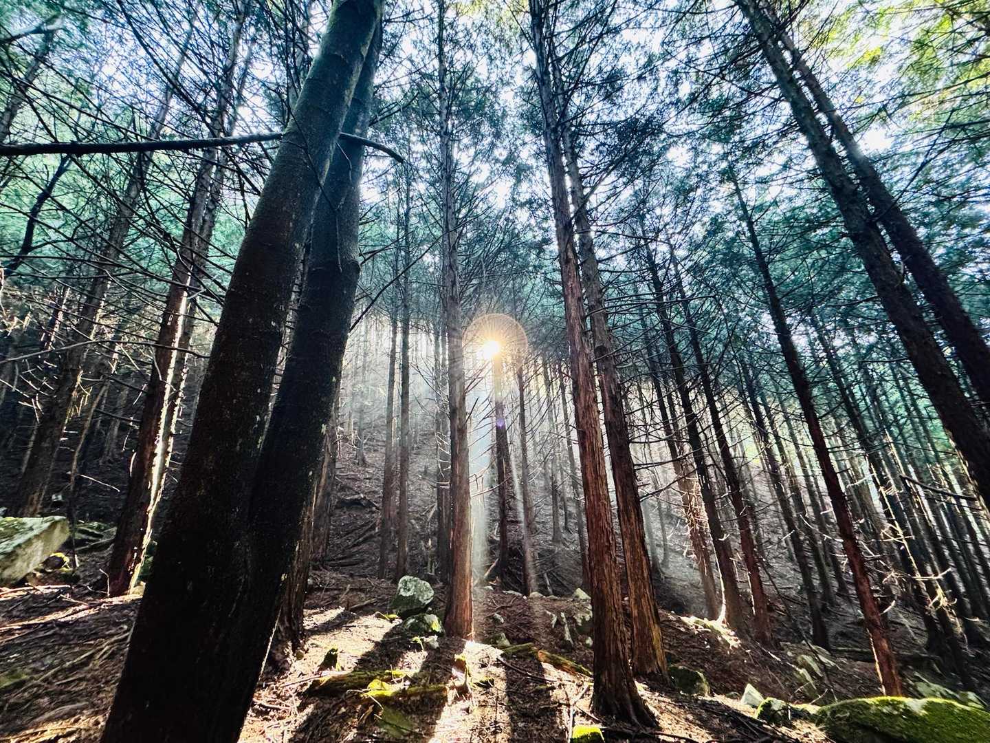 達沢山-ナットウ箱山 往復コースの写真