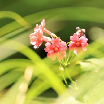 そよ風ひらひら