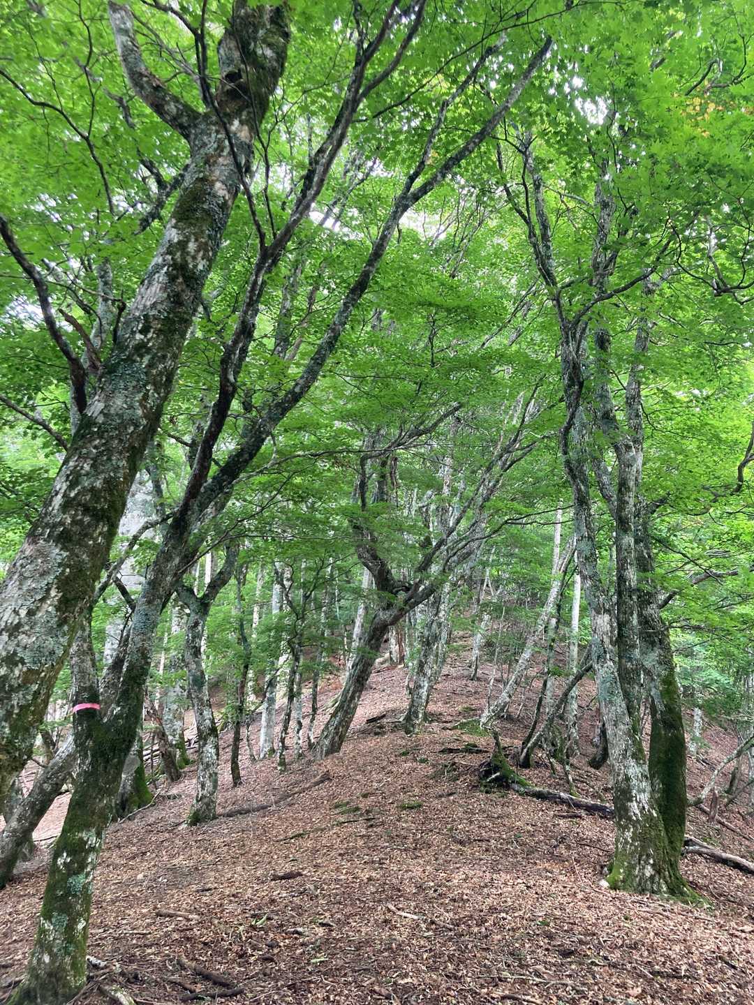 伊那山脈特有の広い尾根
気持ちが良いです🤗