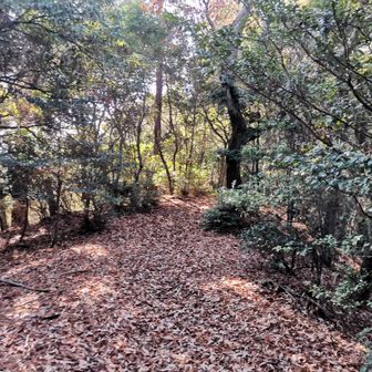 落ち葉道を下山していく
なお、通行禁止ではありません。