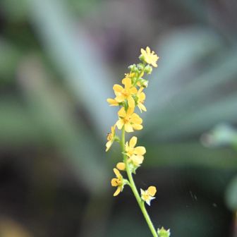 金水引草