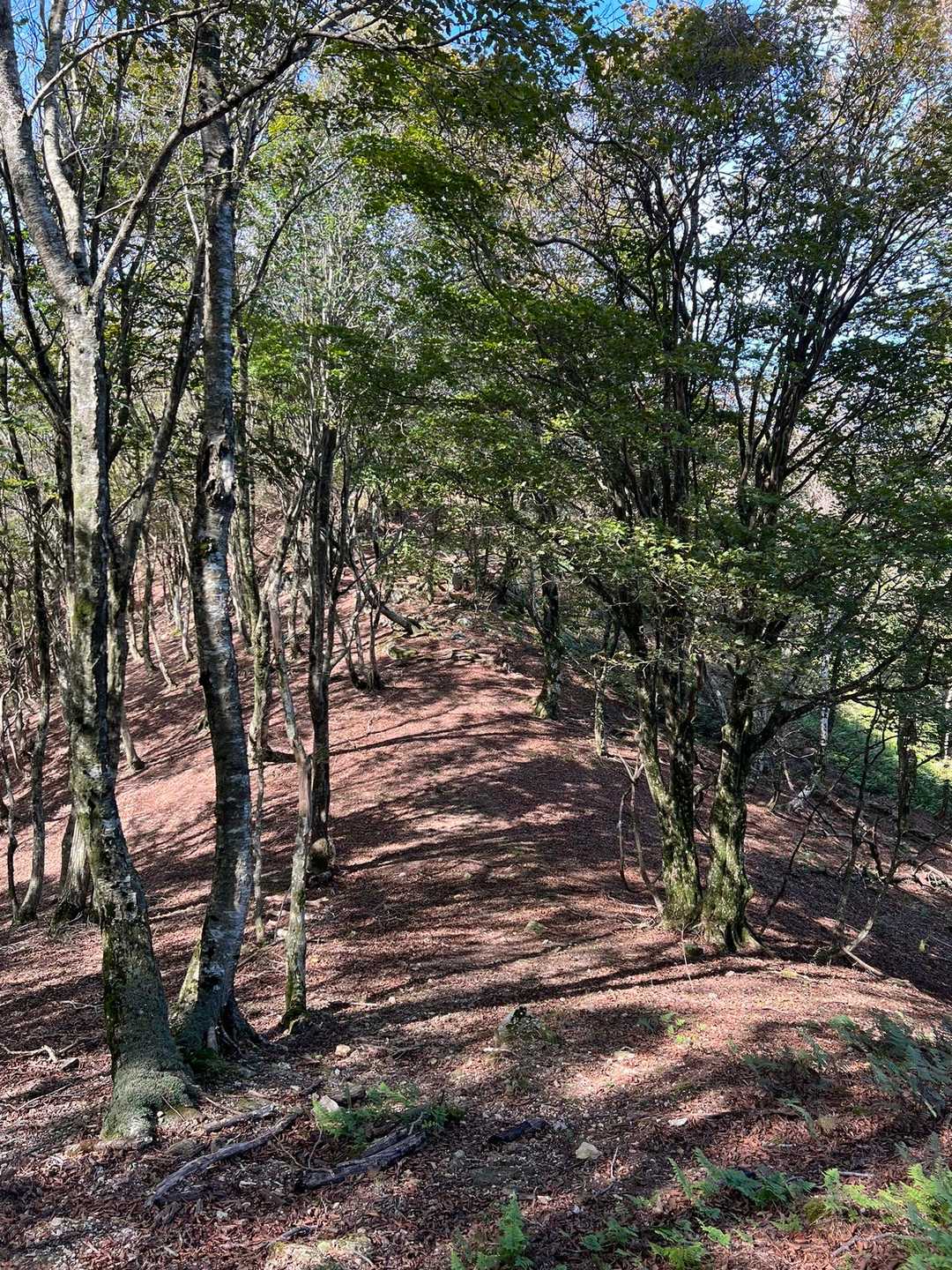 落葉掃除された様な綺麗で歩き易い登山道でした