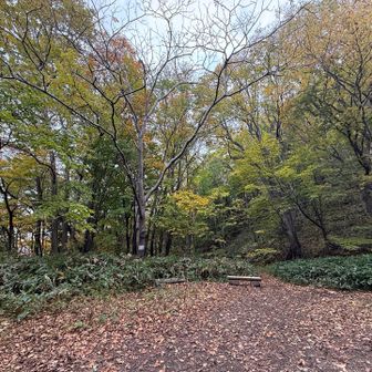 こぶし平、久しぶりに右分岐に進みます