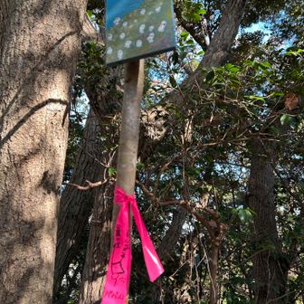 パパ山に向かっています♪
素敵な手描きの絵がたくさんありました♪
ピンクテープには情報が書かれています♪