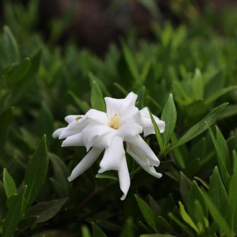 💮この花は？