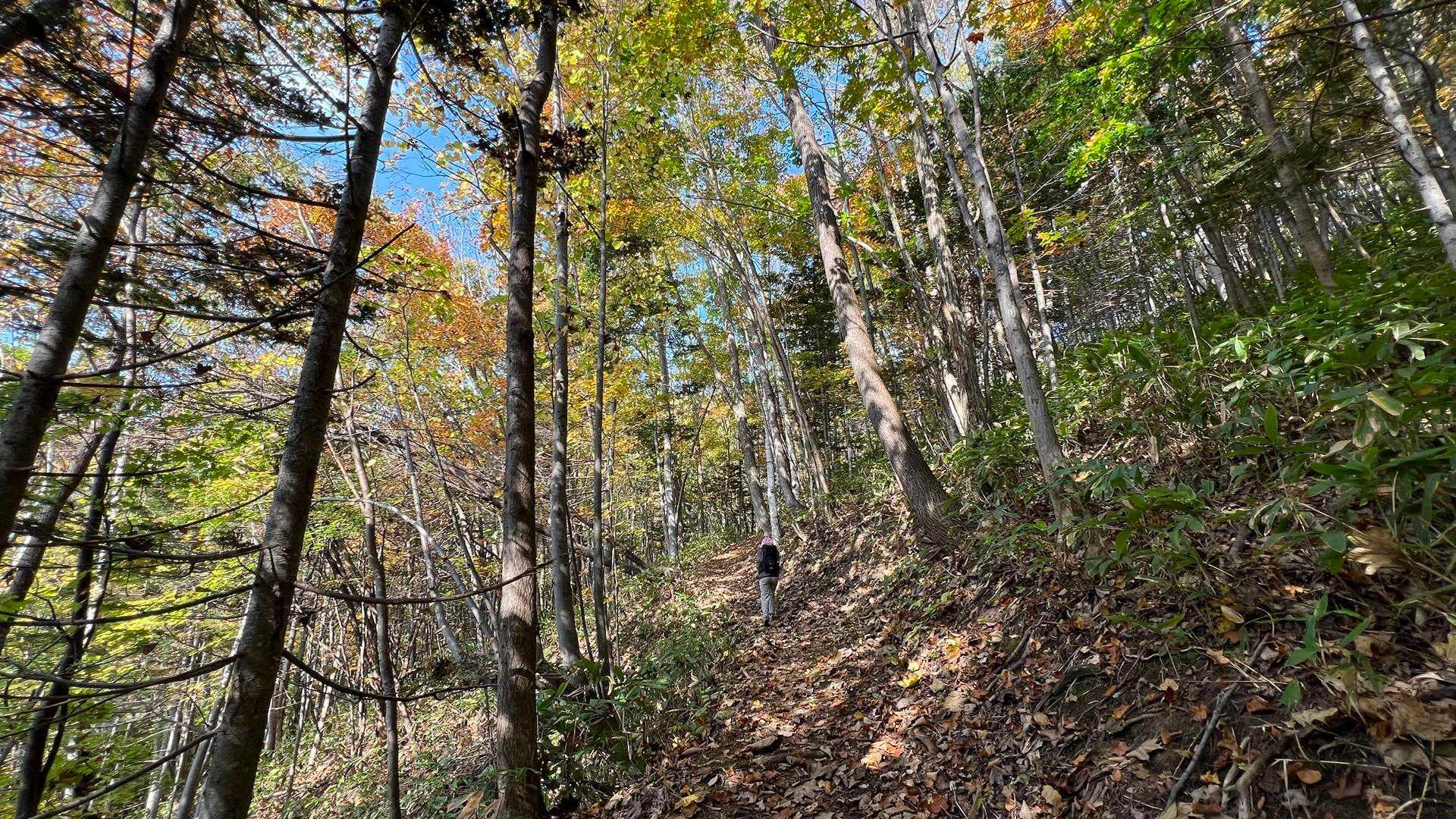 白川市民の森の散策路を、紅葉を楽しみながら、山頂目指してスタートです。