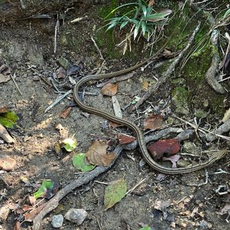 また二上山にがんばって登り直す…