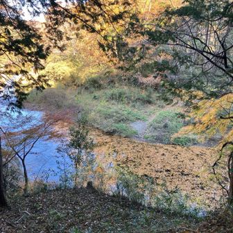 ピンテ頼みの急傾斜、木に捕まりながら必死に下山。

こんな時に限って手袋を忘れるのだ。