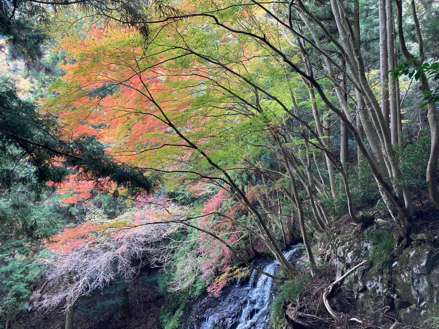 三谷登山口-千ヶ峰 往復コースの写真