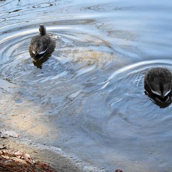 自分で探します～と、去って行って、もう１度後で戻ってきた🤣
