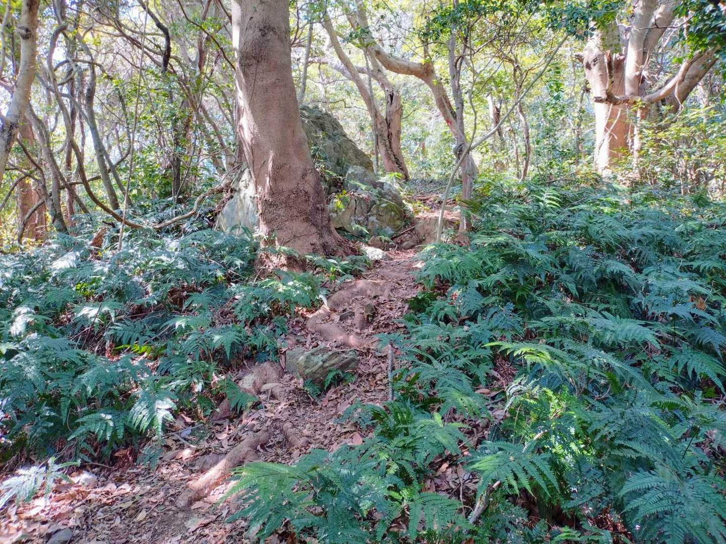 陽光を浴びてるシダ綺麗🌿