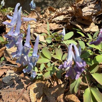 登り始めに脚がとまる📸