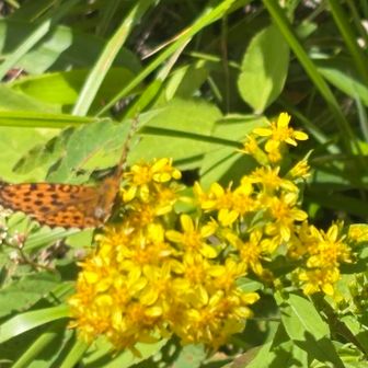 ヒョウモンチョウ