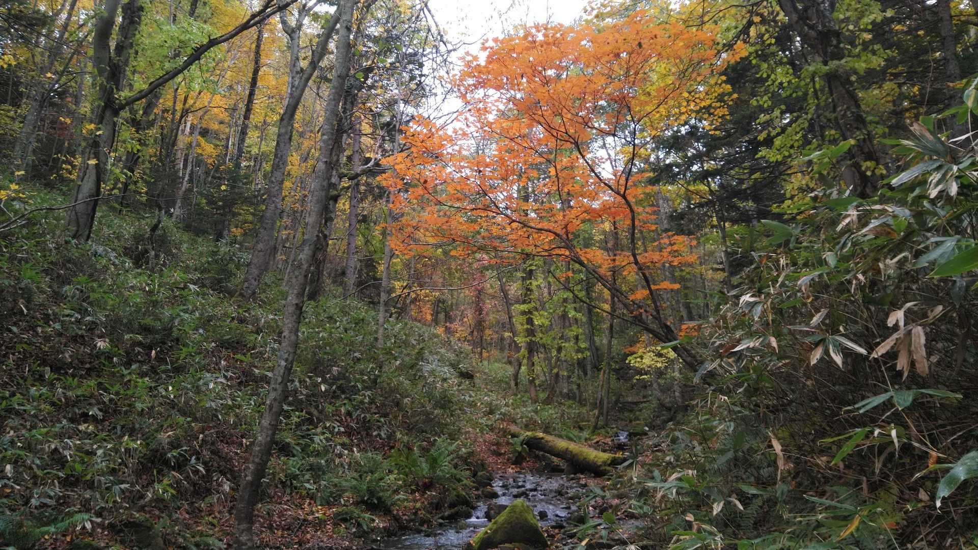 麓の方は紅葉が良い感じです。