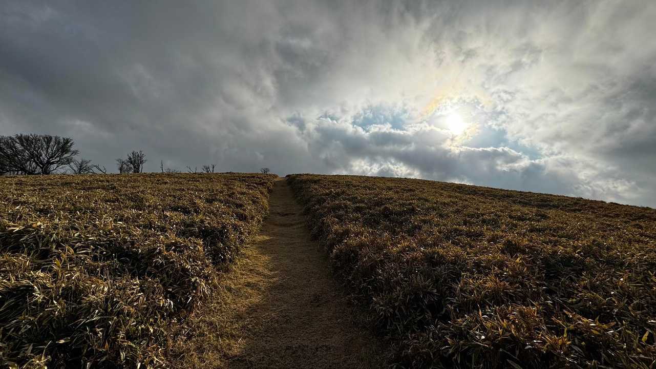 伊豆山陵線トレイル（三蓋山・水呑頭・猫越岳・後藤山・魂の山・棚場山・伽藍山・古稀山・達磨山・小達磨山） の写真 50
