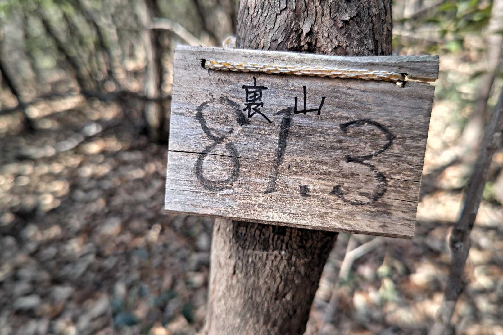 裏山しいでしょ✌️