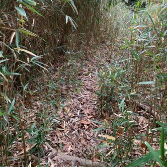 低山歩き楽しい😃