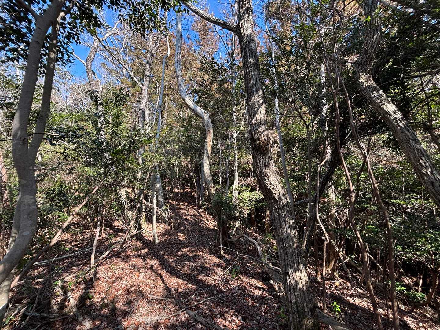 玉瀬辻バス停-古宝山 往復コースの写真