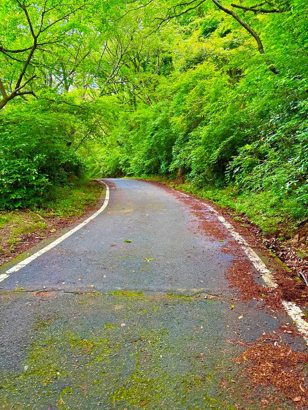 林道に出ました。