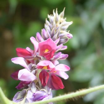 クズの花、綺麗でした