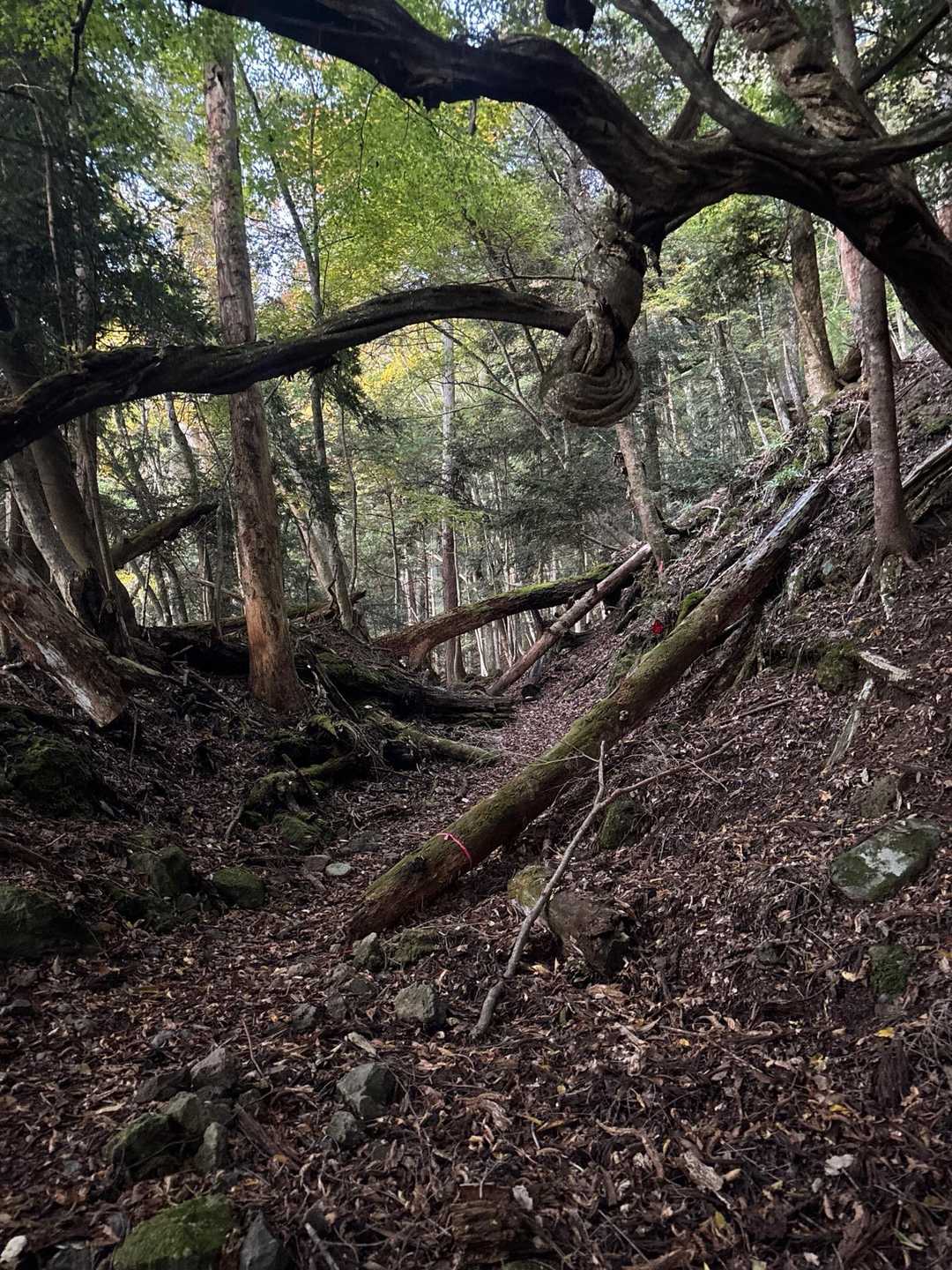 山道はこんな感じ