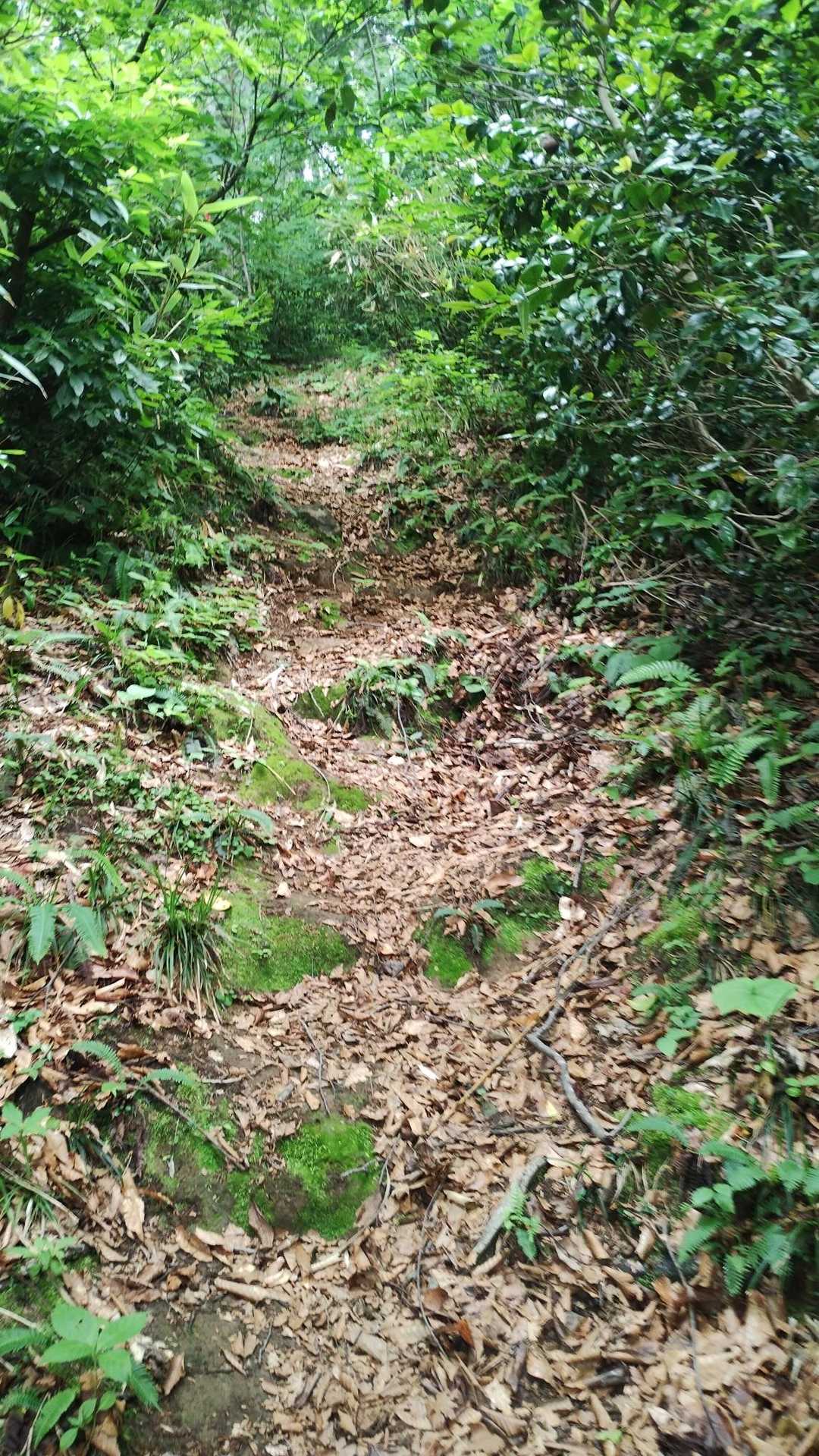 さっきの鍋倉山はユルユルだったので急登に感じる