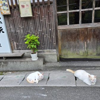 智楽庵前で白猫ちゃん
まったりおくつろぎ中🥰