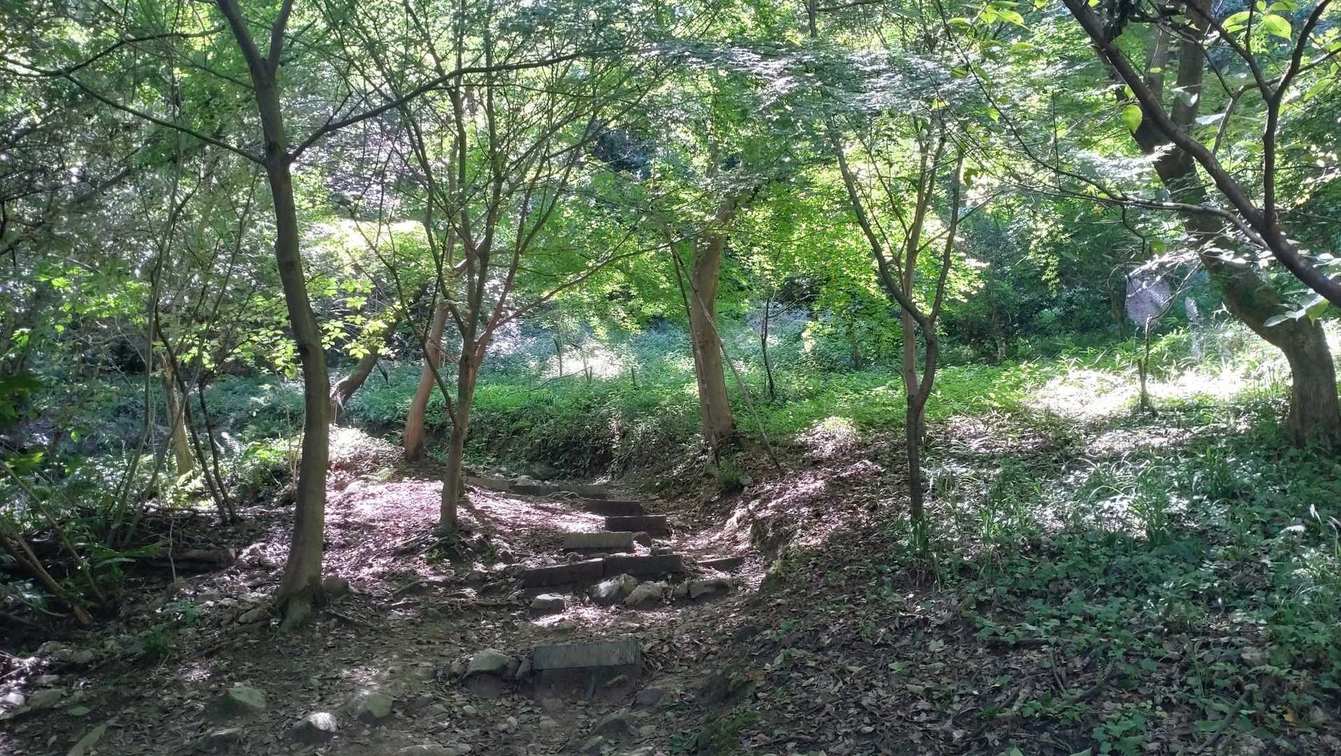 イイ感じ と思って撮ったけど写真で見るとただの森