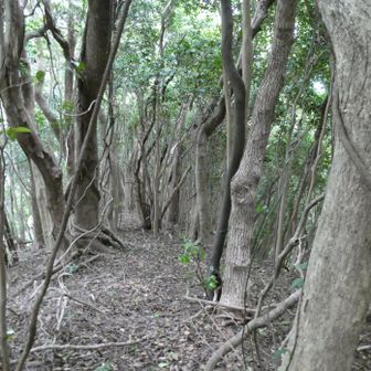 この辺り、大平山トンネルの上部
低山だから、下から生活音も聞えて来るし、そんなに寂しくないです
（何たって10分少々）