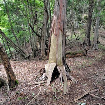 これTVで時々紹介されるいわゆる「クマ剝ぎ」かな？