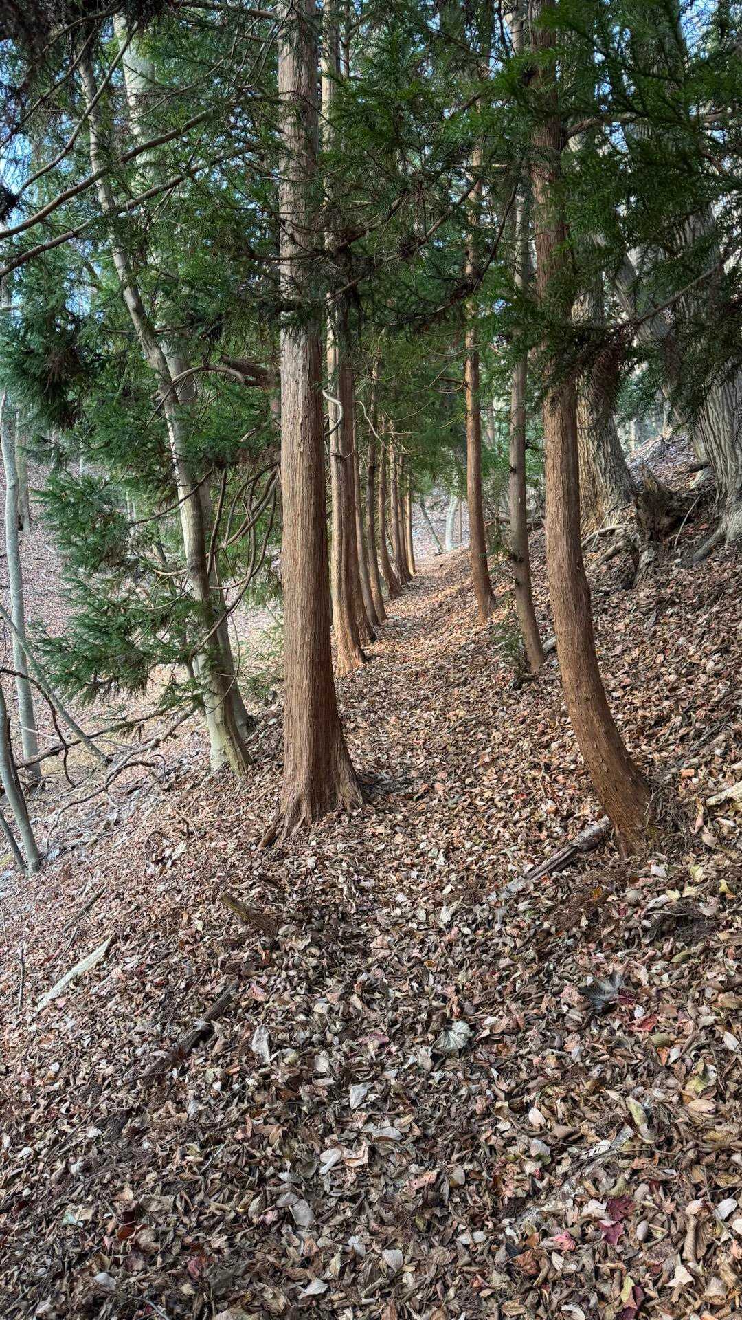 五社山登山口-五社山 往復コースの写真