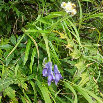 花は癒し
終わりかけのトウヤクリンドウも見かけました