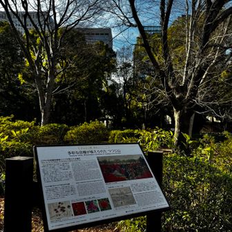 つつじ山 ピーク
※ピークといっても 丘 
丘 といっても ほぼ平地