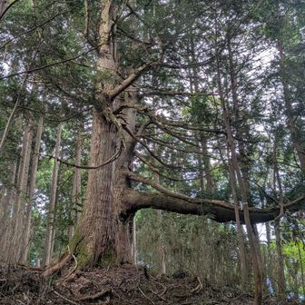 天狗がいたら腰をかけているでしょう