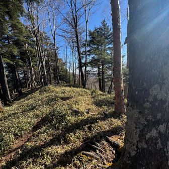 山頂こんな感じ