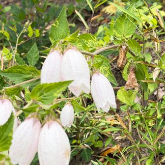 伊予ヶ岳登山口の平群天神社脇に咲いていたホタルブクロ🤍