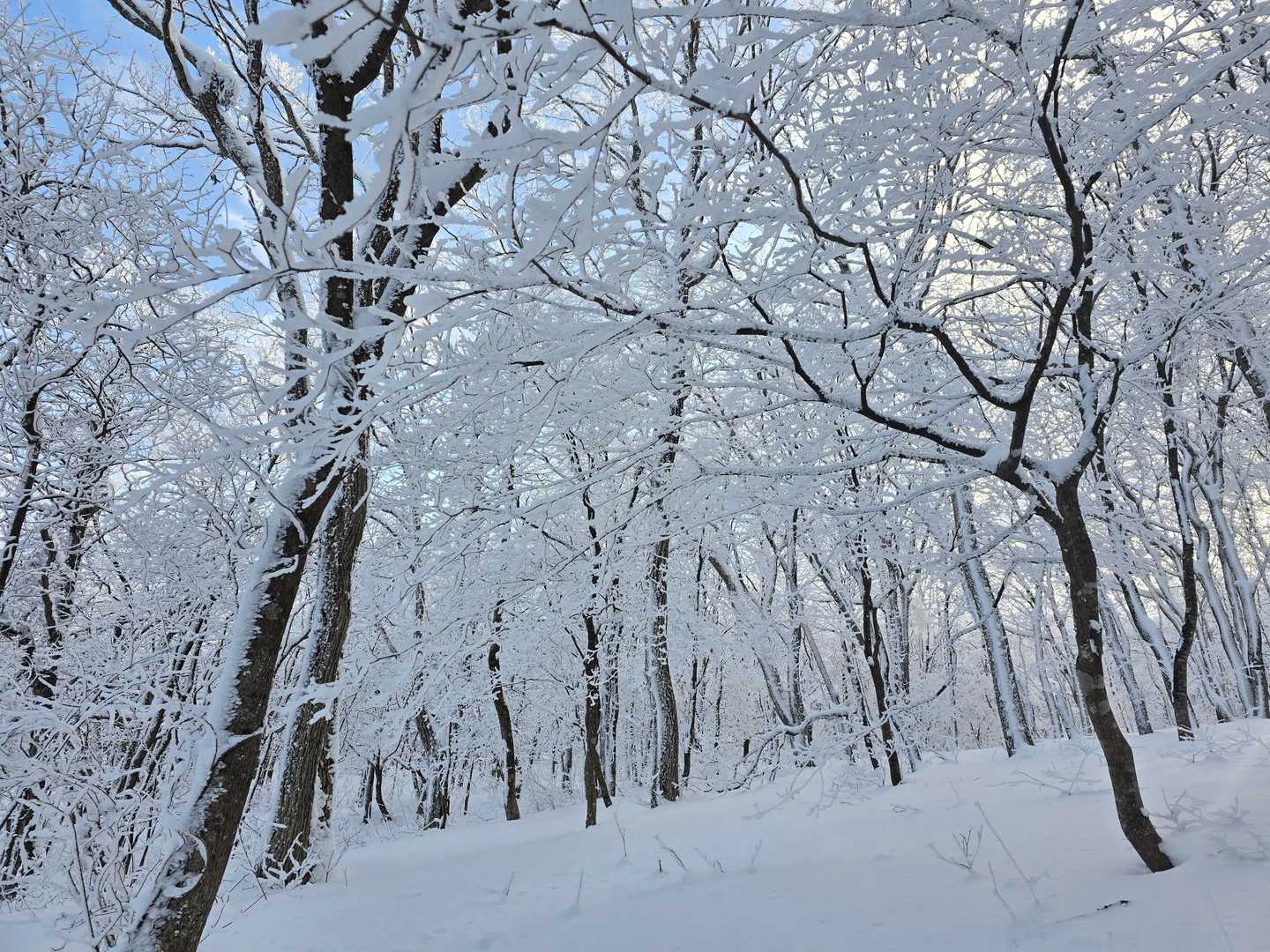 大開平〜階上岳コースの写真