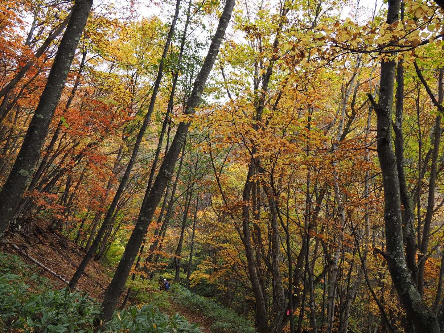 紅葉は終盤？