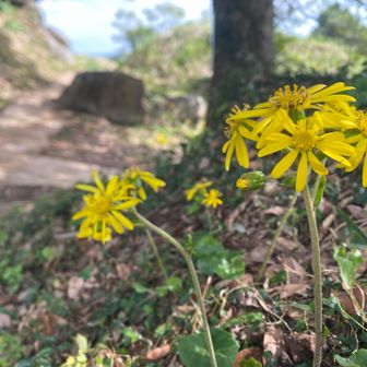私のだいすきな花・石蕗。
花言葉は「困難に負けない」「謙虚」😊