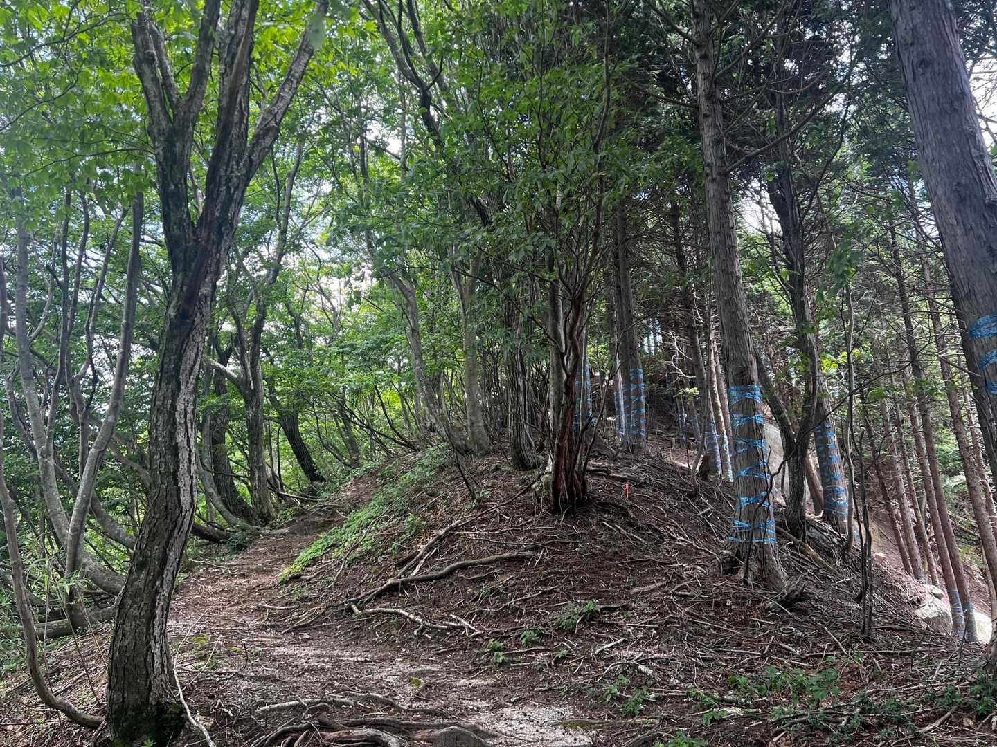 国見峠-国見岳 往復コースの写真