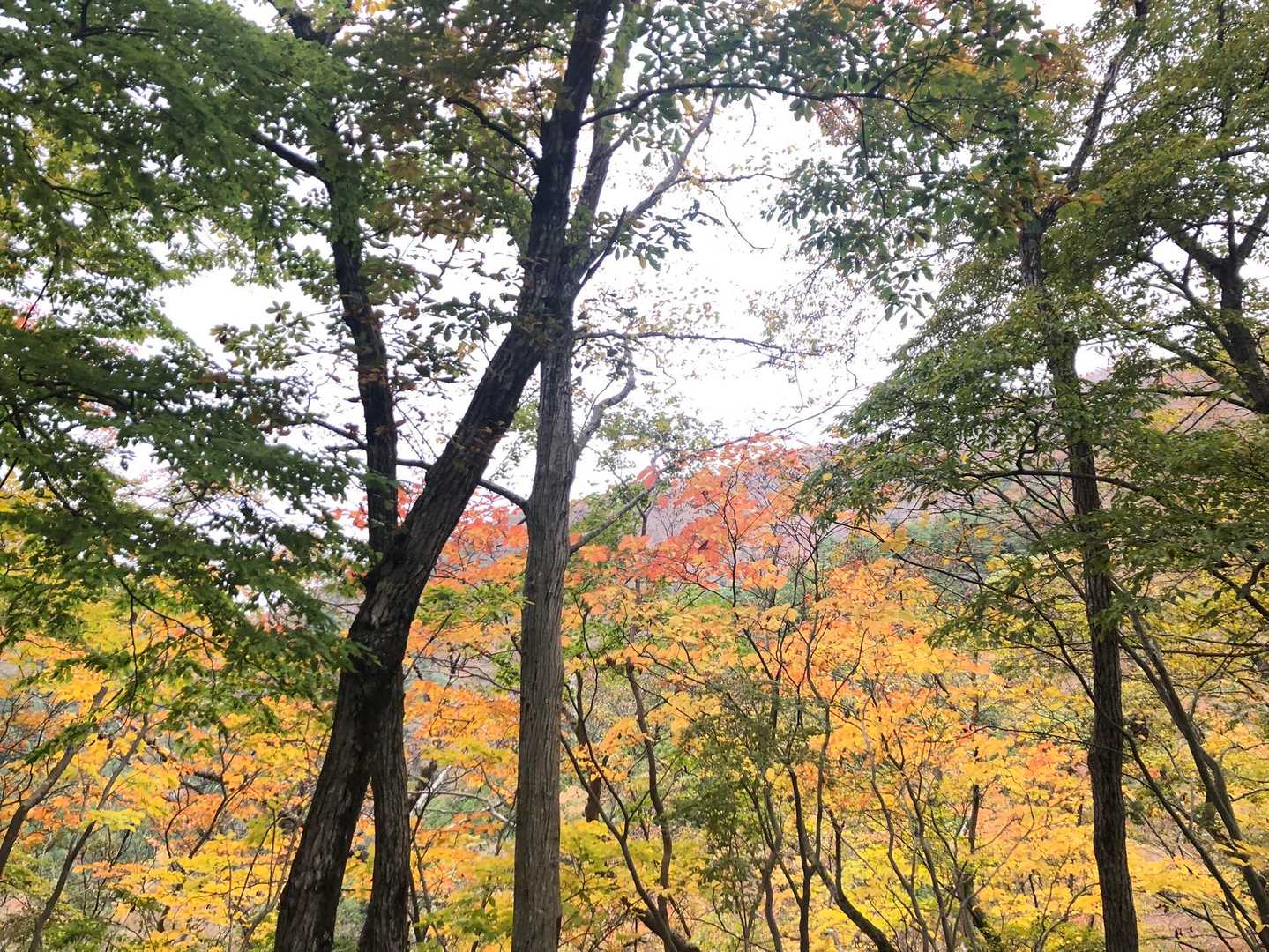 大倉バス停-後沢乗越-鍋割山-小丸 往復コースの写真