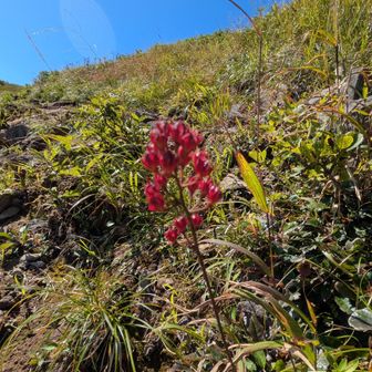 岩菖蒲（イワショウブ）の紅葉