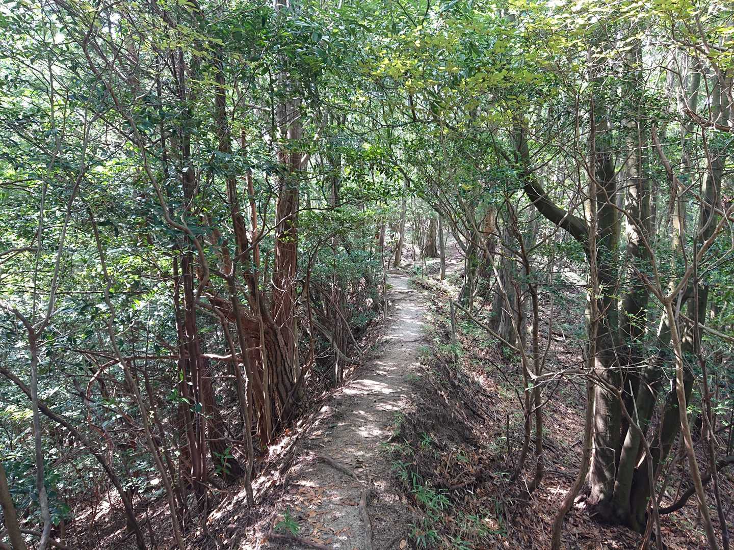 太神山-矢筈ヶ岳 周回コースの写真