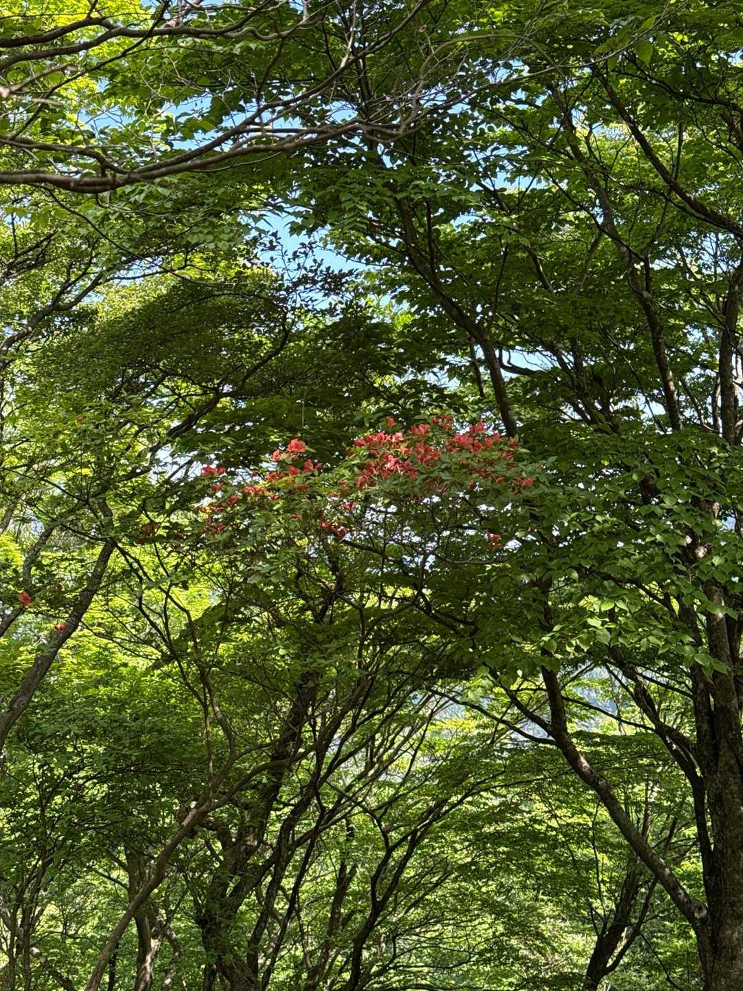 ヤビツ峠-旧ヤビツ峠-岳ノ台-菩提峠-表尾根縦走コース登り 周回コースの写真